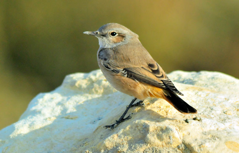 image Red-tailed Wheatear